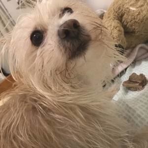 Meet your Posher, Lilia